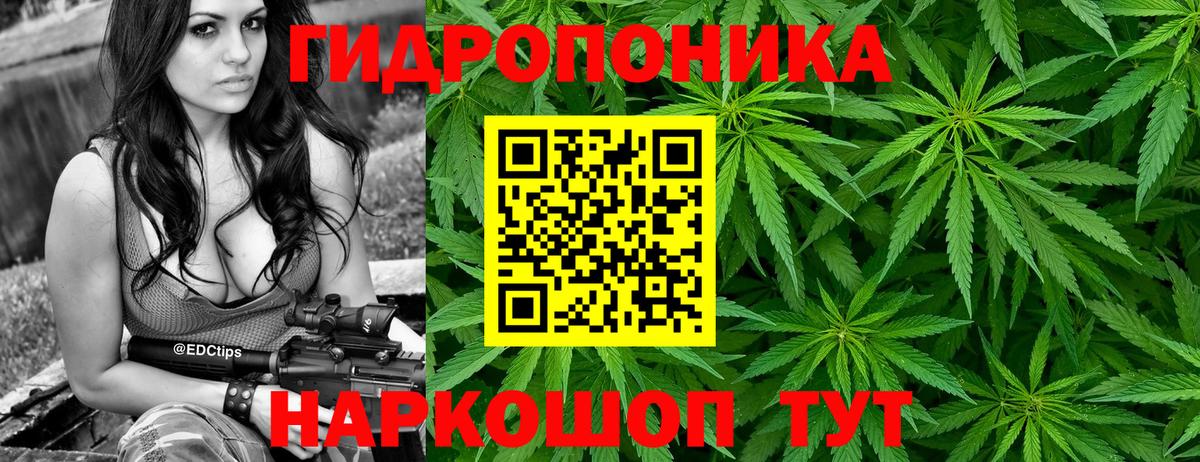 Канабис планчик Шумерля
